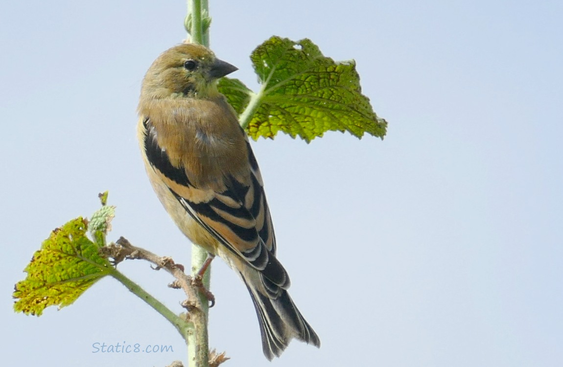 Goldfinch standing on a plant stalk