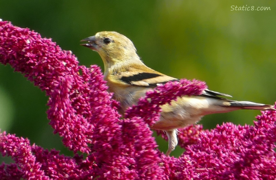 Goldfinch standing on a Red Amaranth catkin