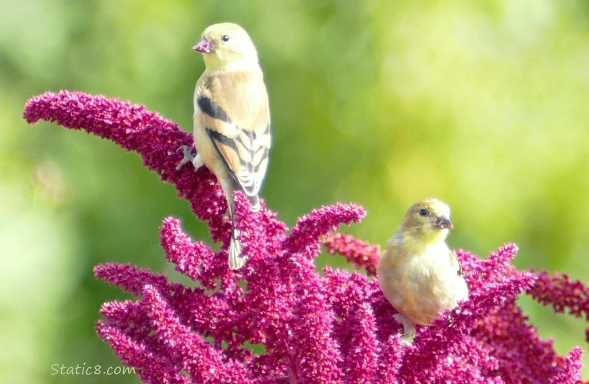 Two Goldfinches on Red Amaranth