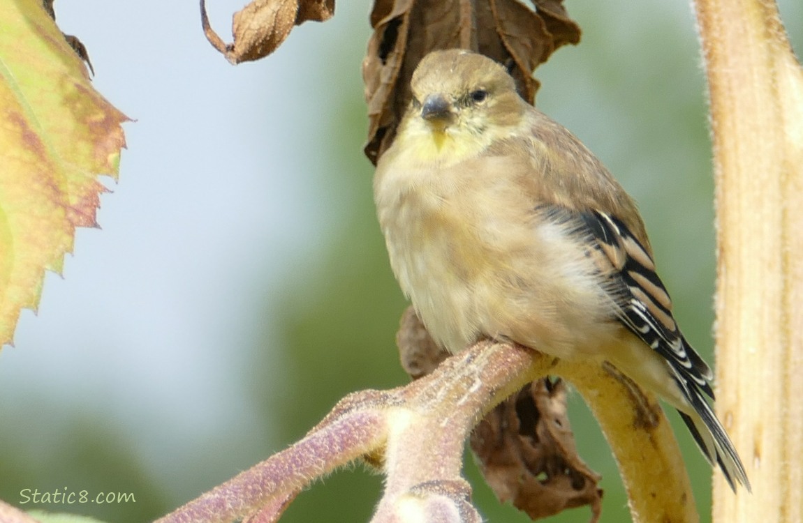 Goldfinch sitting on a Sunflower branch