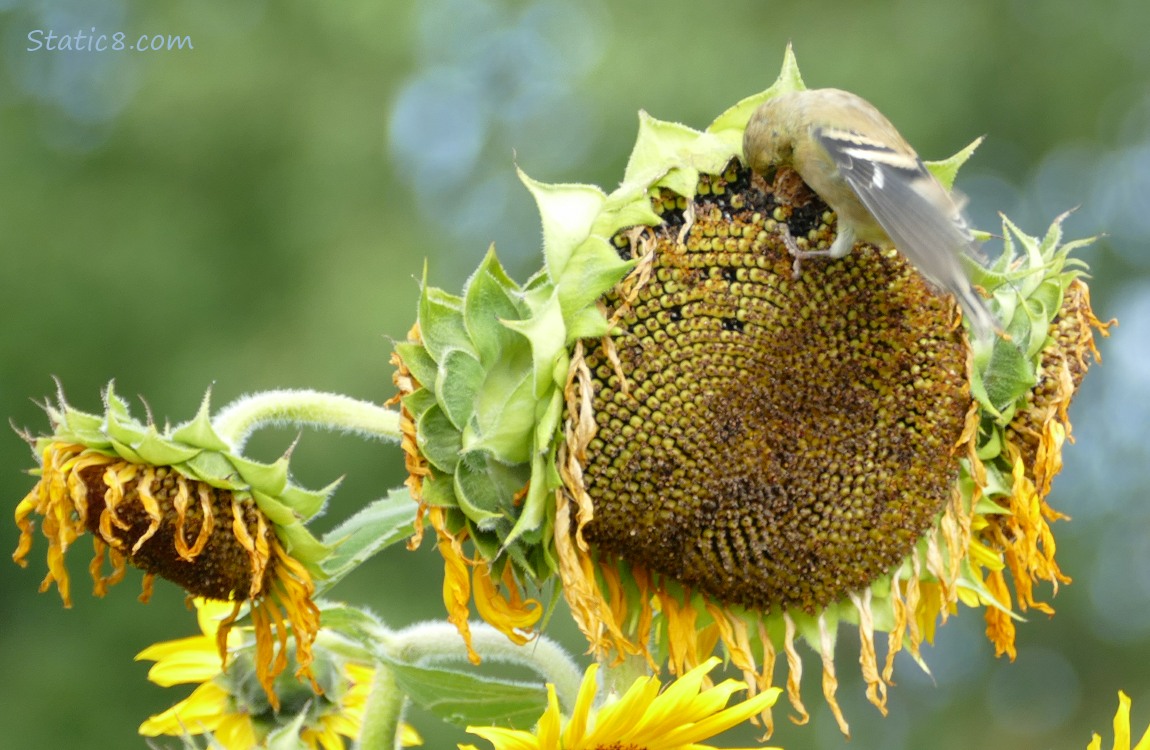 Goldfinch on a Sunflower seed head