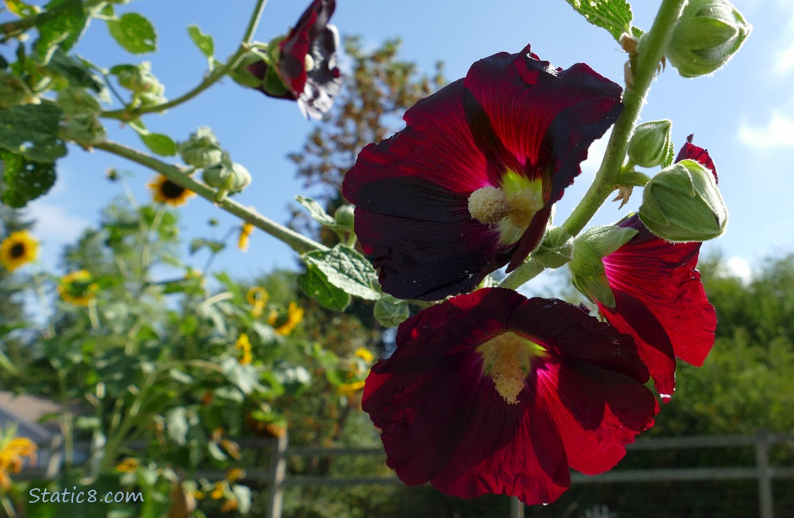 Dark red Hollyhock blooms