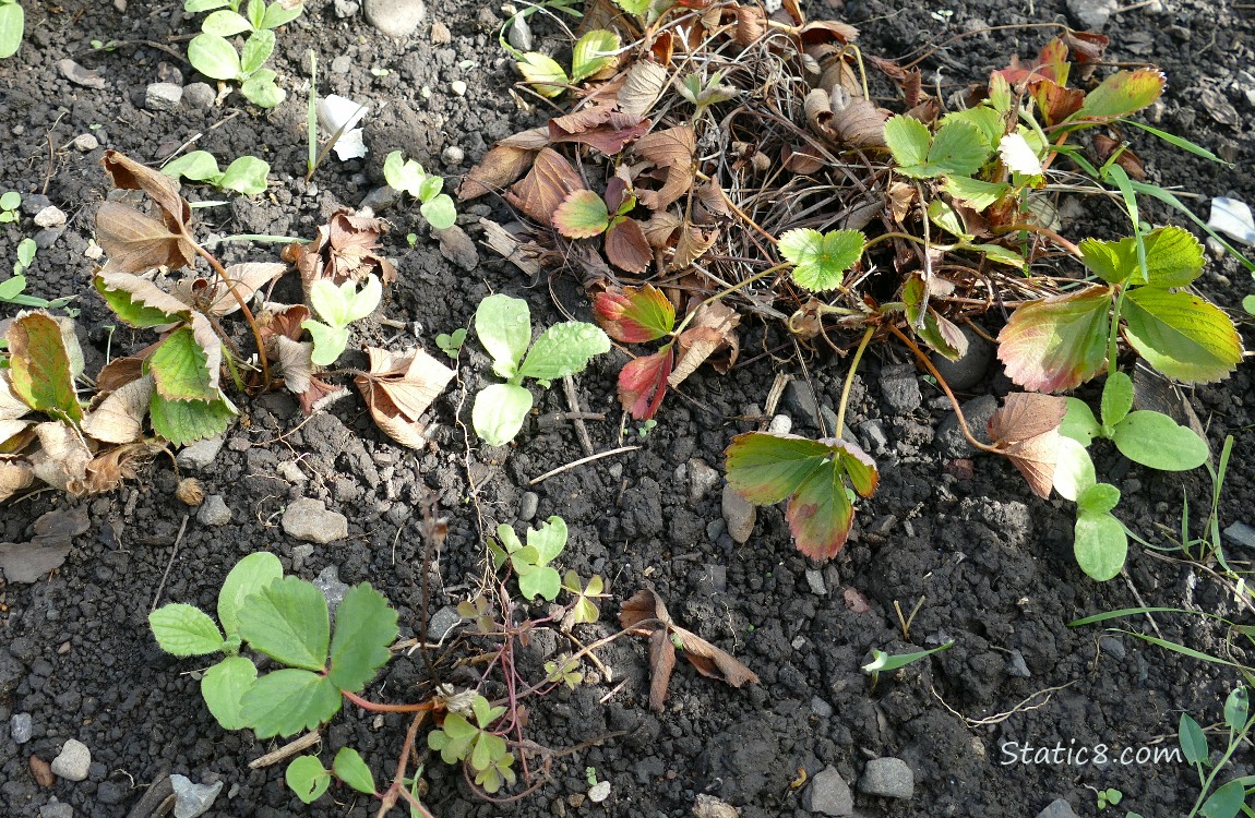 Strawberry plants