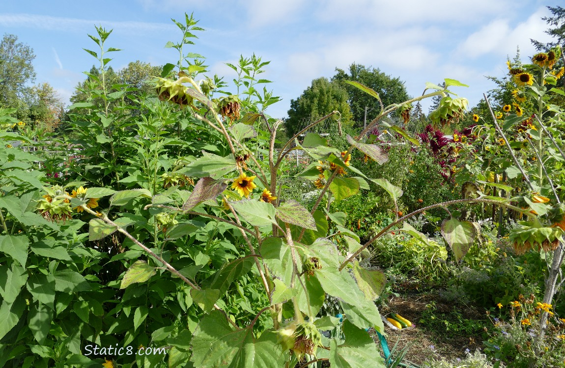 Garden plot