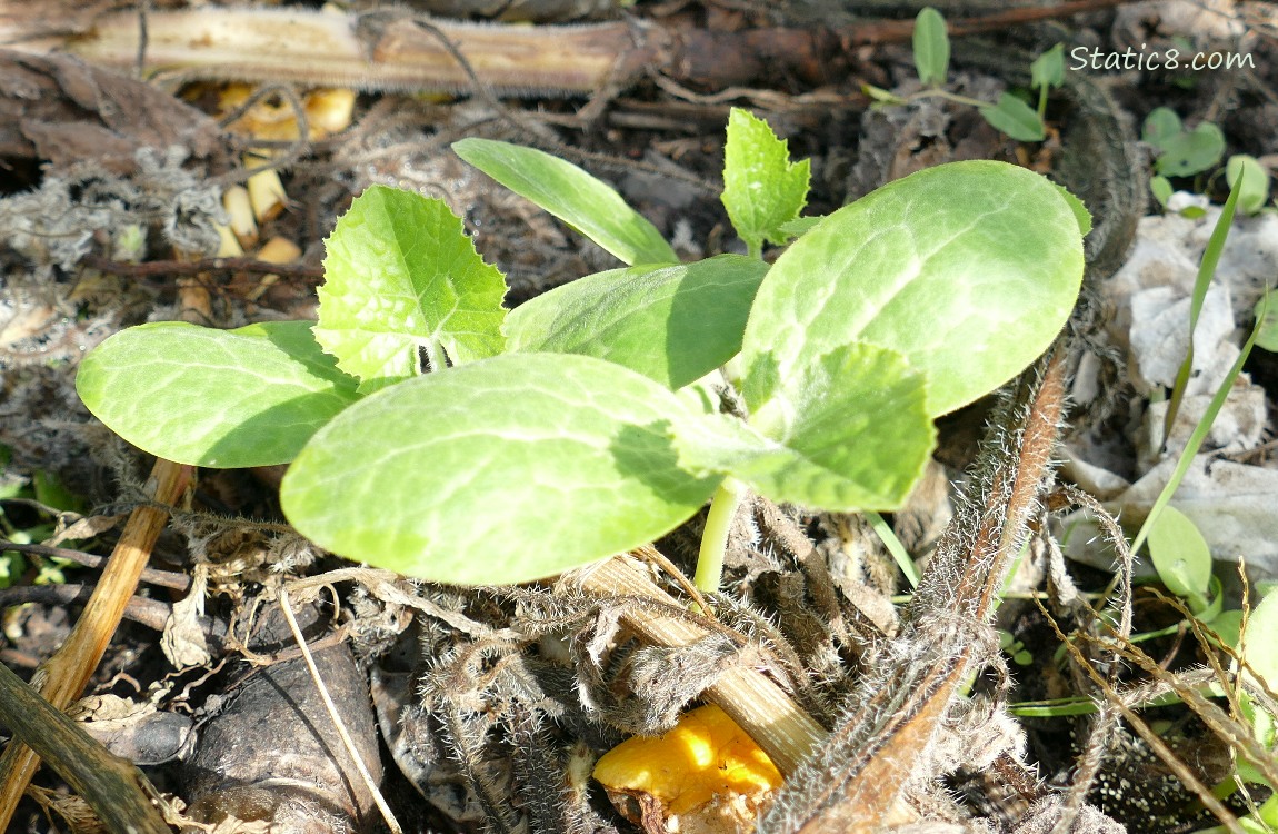 Squash seedlings