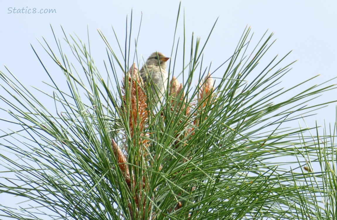 White Crown Sparrow standing at the top of a pine tree