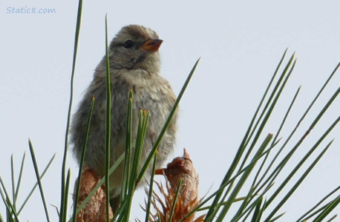 White Crown Sparrow standing at the top of a pine tree