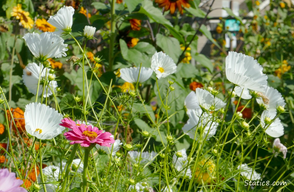 White Cosmos blooms in the garden plot