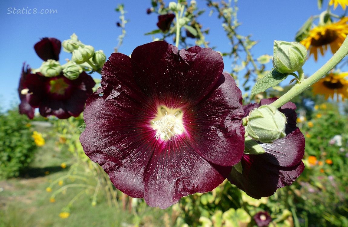 Dark red Hollyhock blooms with blue sky