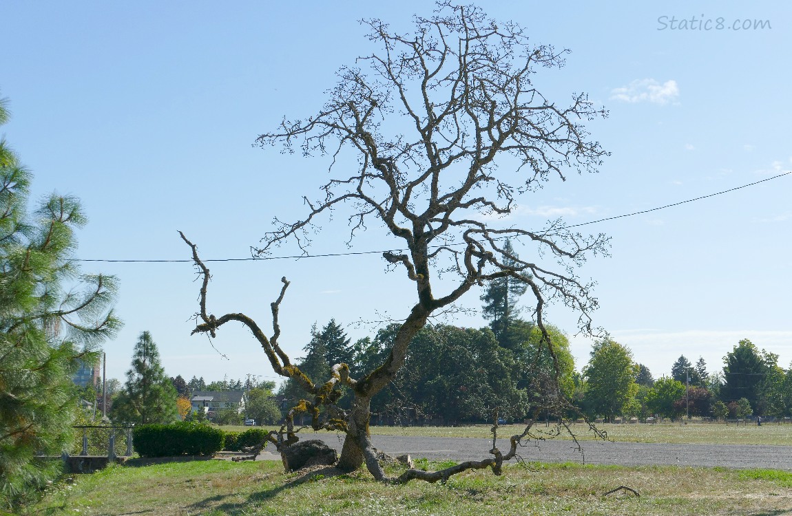 Fallen and Dead Leaning Tree