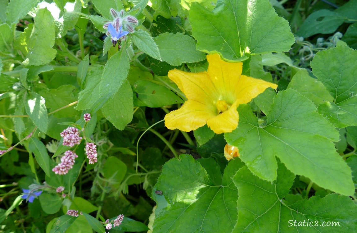 Squash bloom