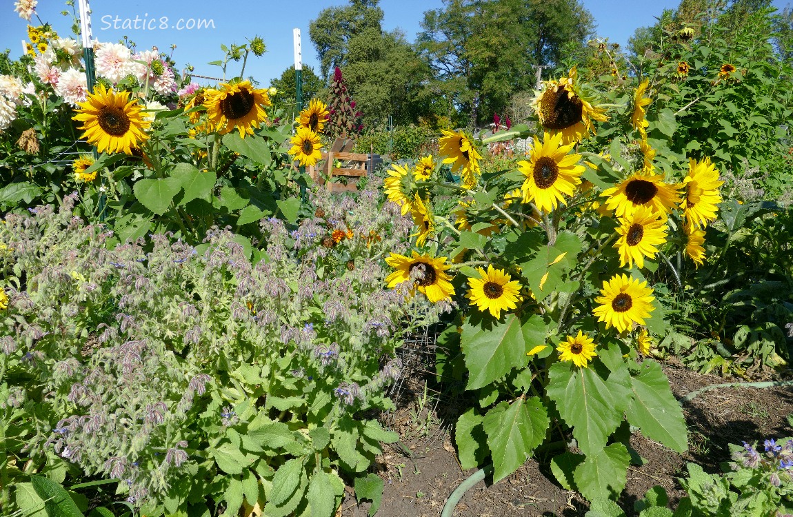 Sunflowers blooming in the garden plot