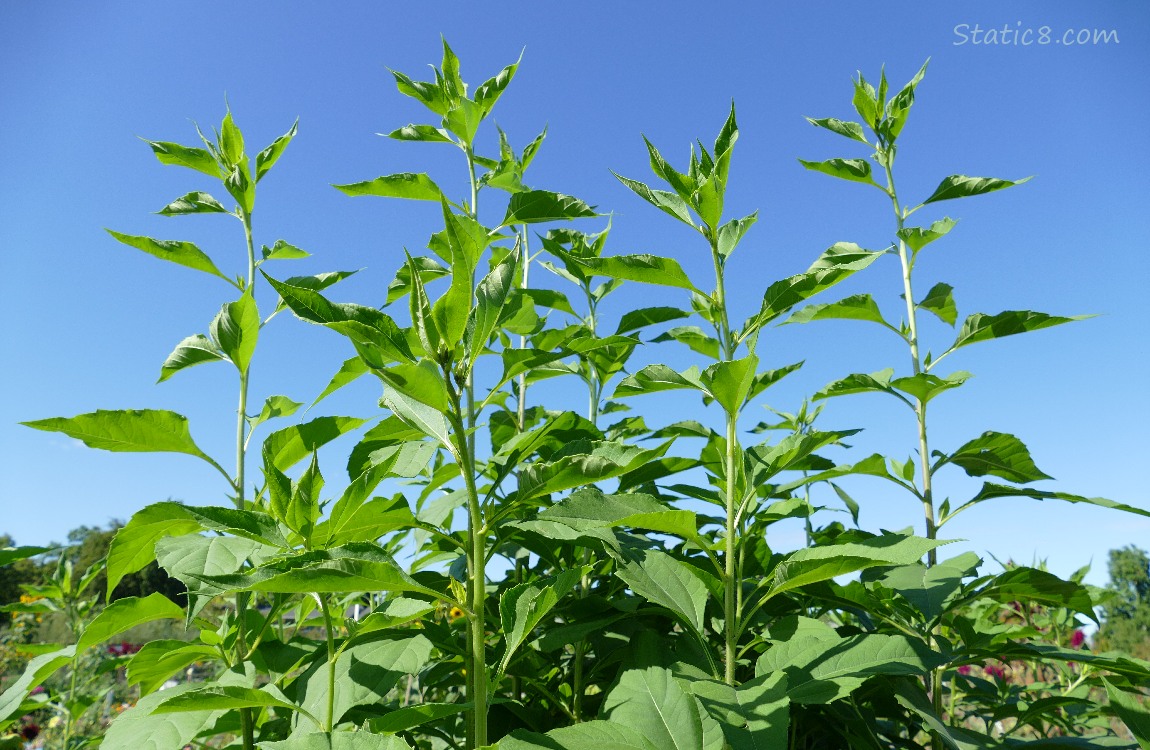 Sunchoke and the blue sky