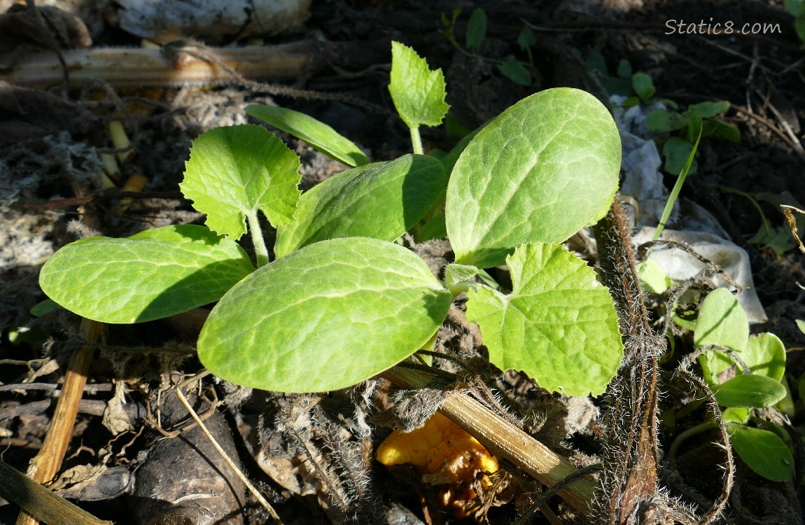 Squash seedlings