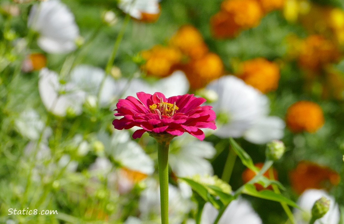 Pink Zinnia with white and orange flowers in the background