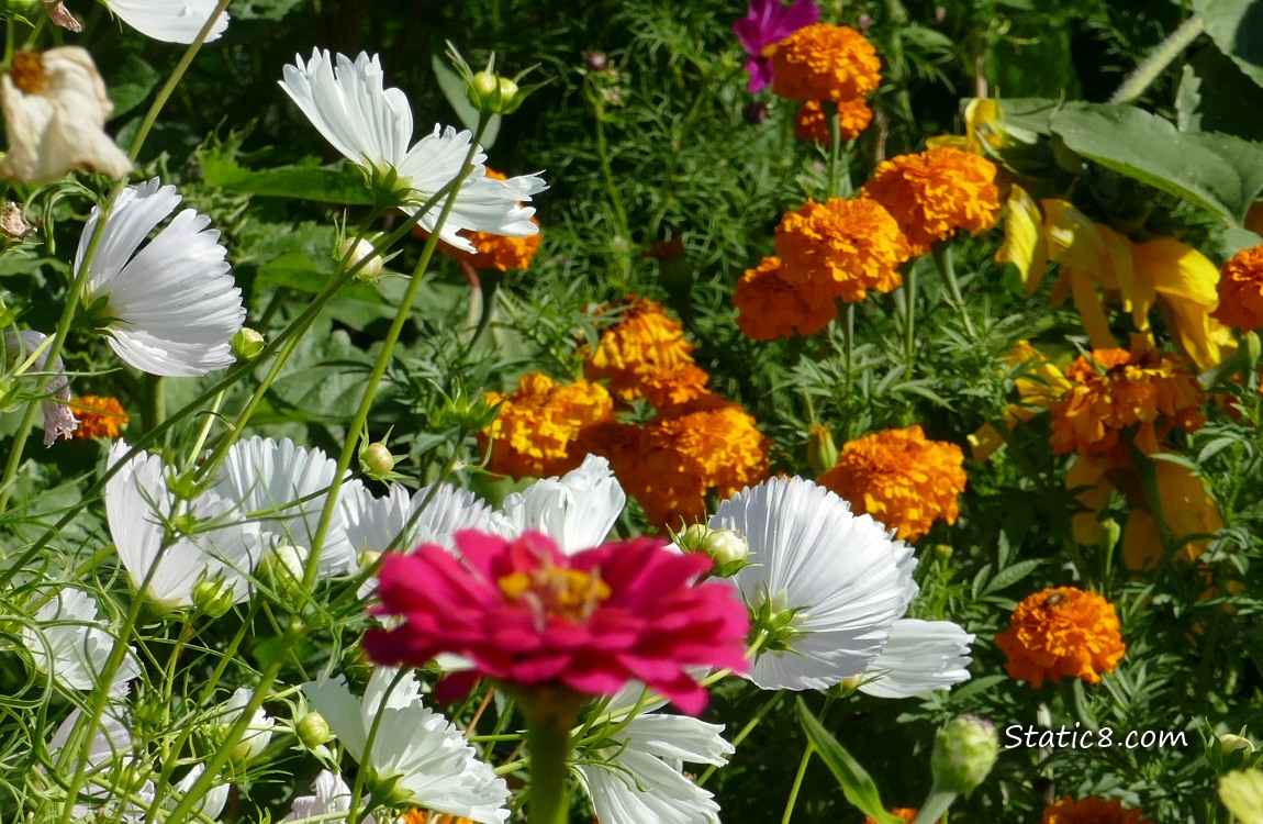 Pink Zinnia with white and orange flowers