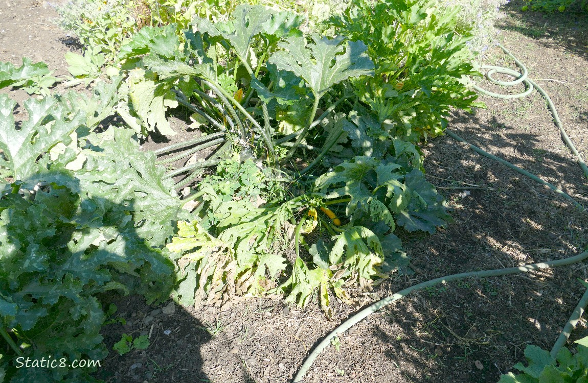 Zucchini plant in the garden plot