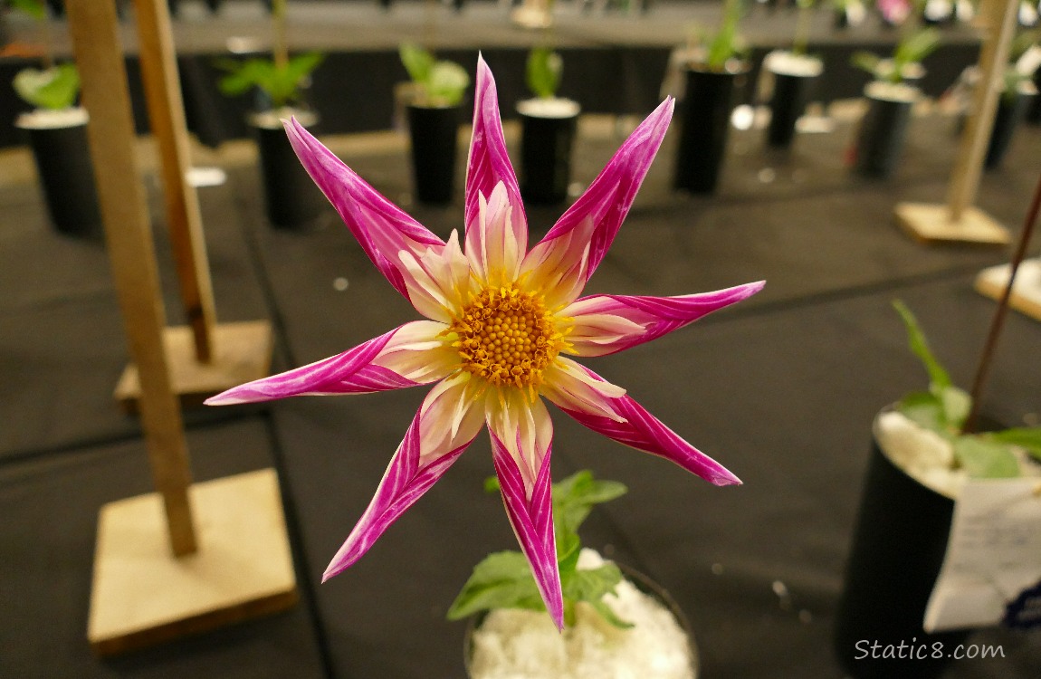 Star shaped Dahlia bloom