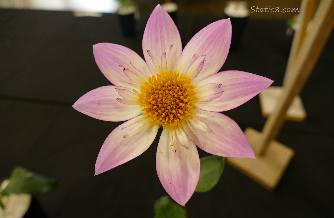 Close up of a pink and white Dahlia bloom