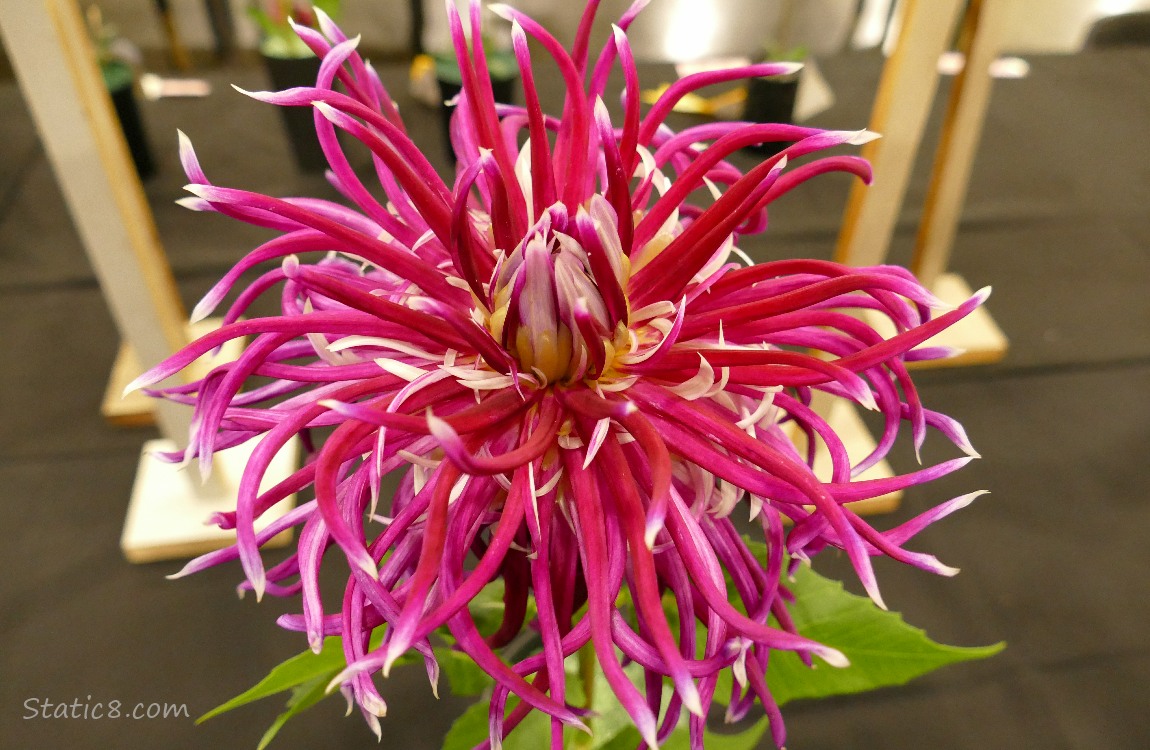 Squiggly Red violet Dahlia bloom