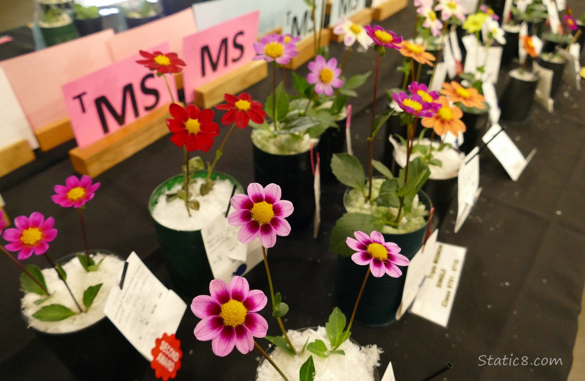 Cut Dahlias in vases on a table