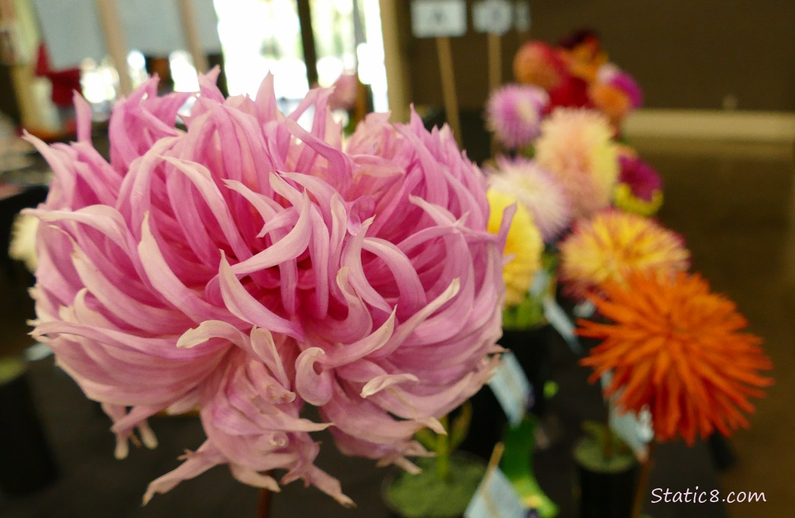 Squiggly pink Dahlia bloom