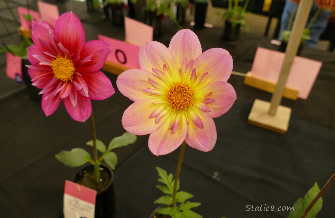 Cut Dahlia blooms in vases