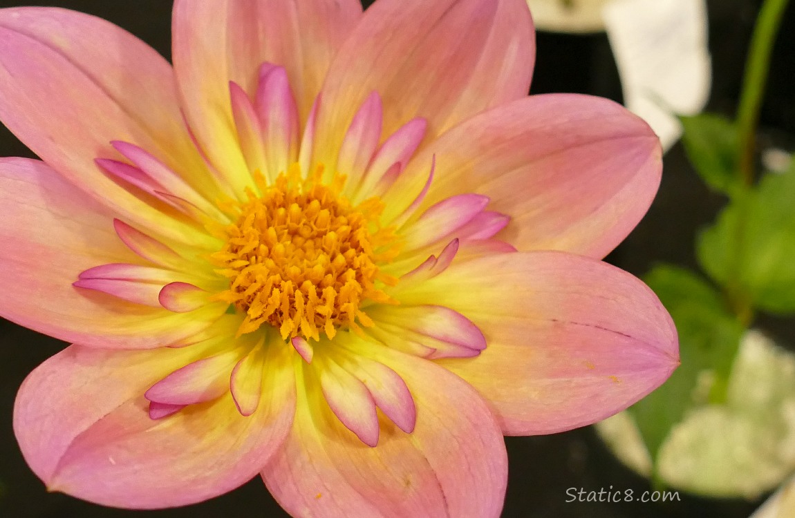 Close up of pink and yellow Dahlia bloom