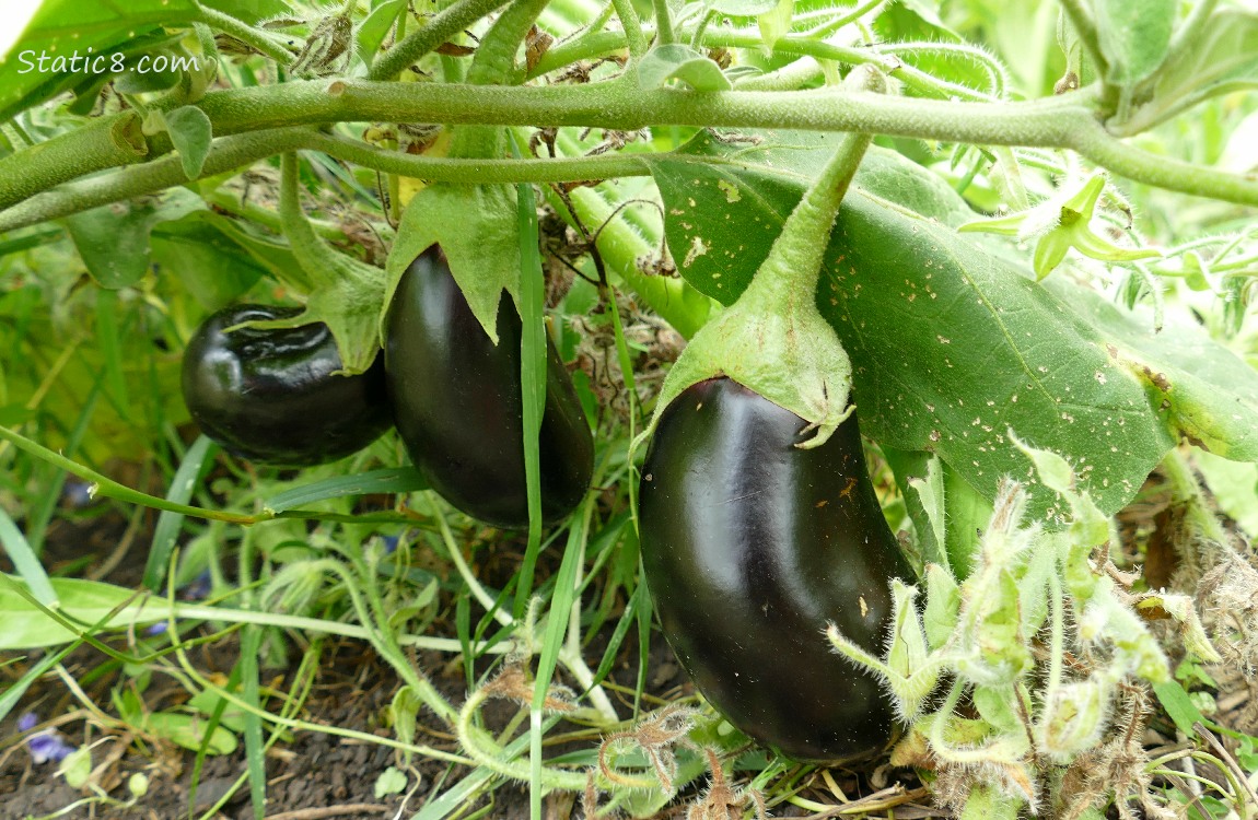 Aubergines ripening on the plant