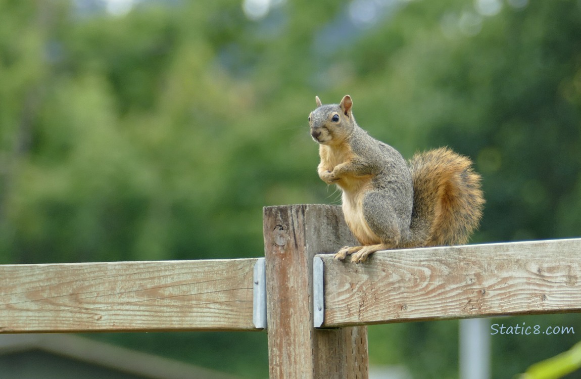 Squirrel sitting on a wood fence