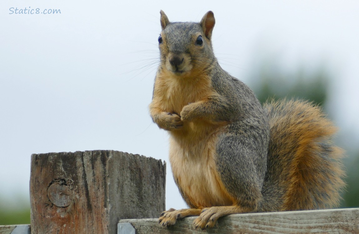 Squirrel sitting on a wood fence