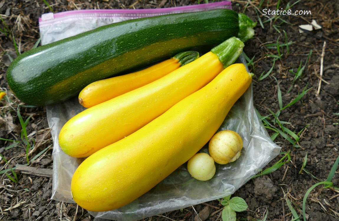 Harvested veggies laying on the ground