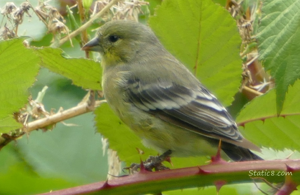 Female Lesser Goldfinch