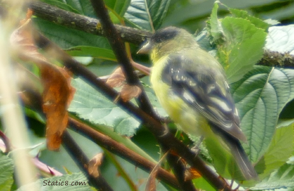 Male Lesser Goldfinch