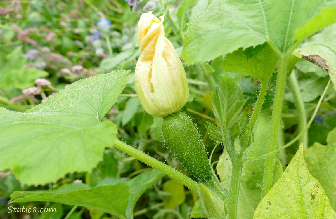 Unknown Squash on the vine