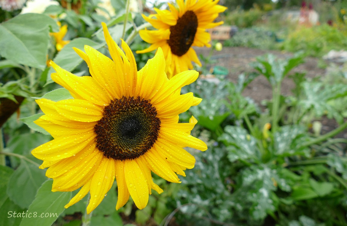 Sunflowers and Zucchini plant in the background