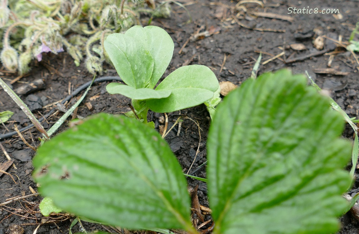 Fava seedling behind a strawberry leaf