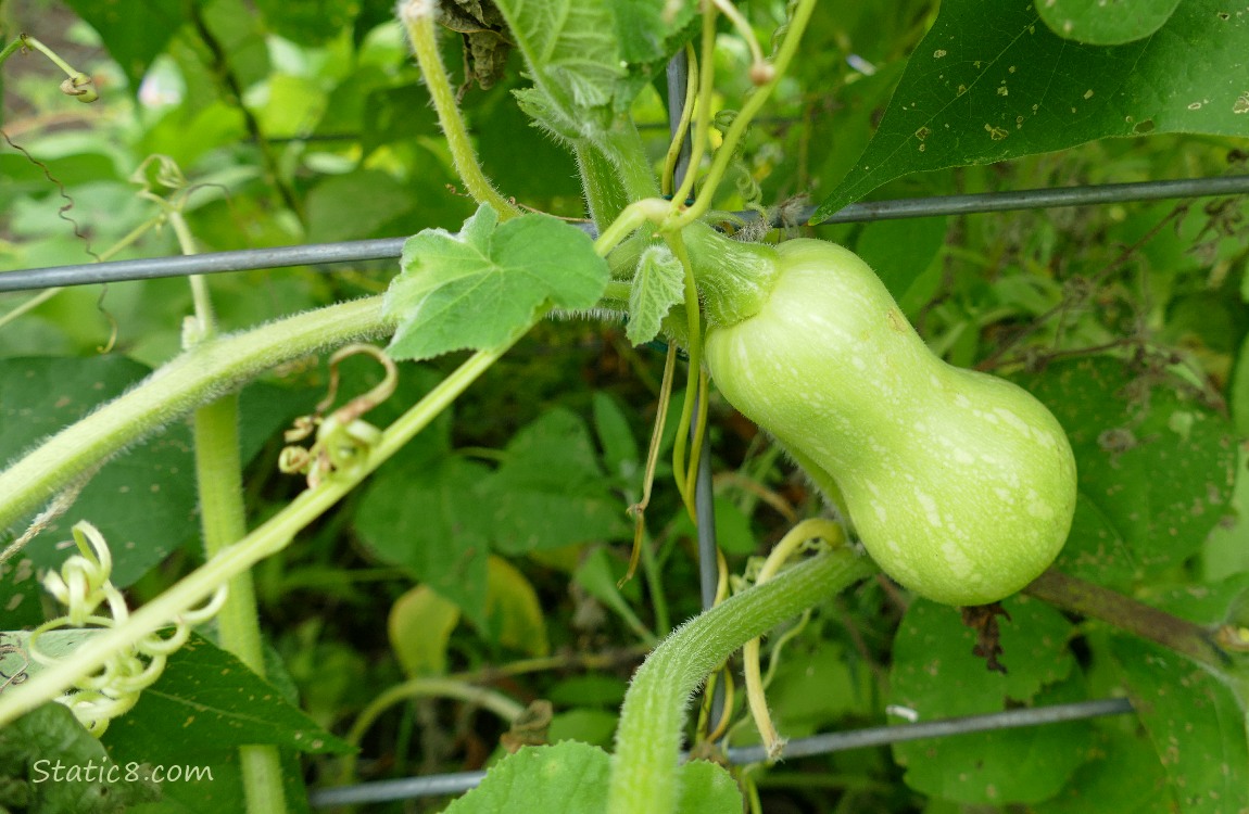 Butternut squash growing on the vine