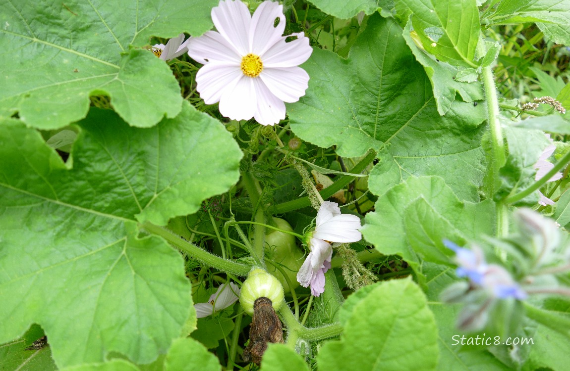 Cosmos blooms with squash plants