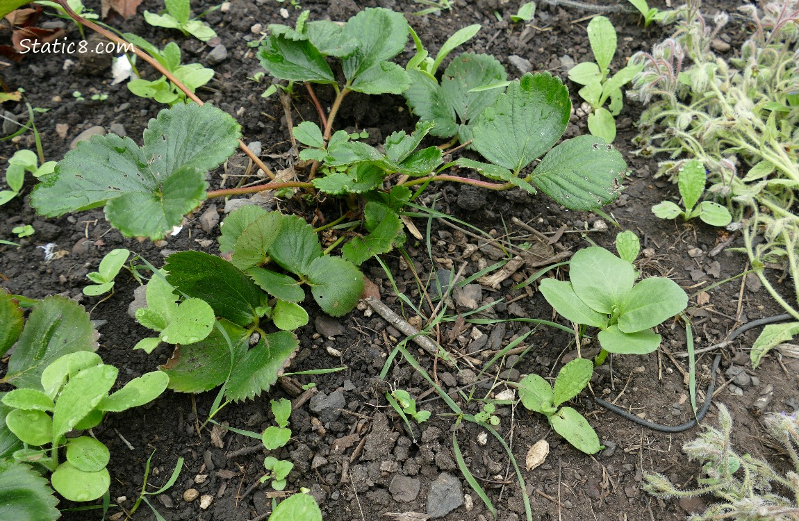 Strawberry plants with other seedlings coming up