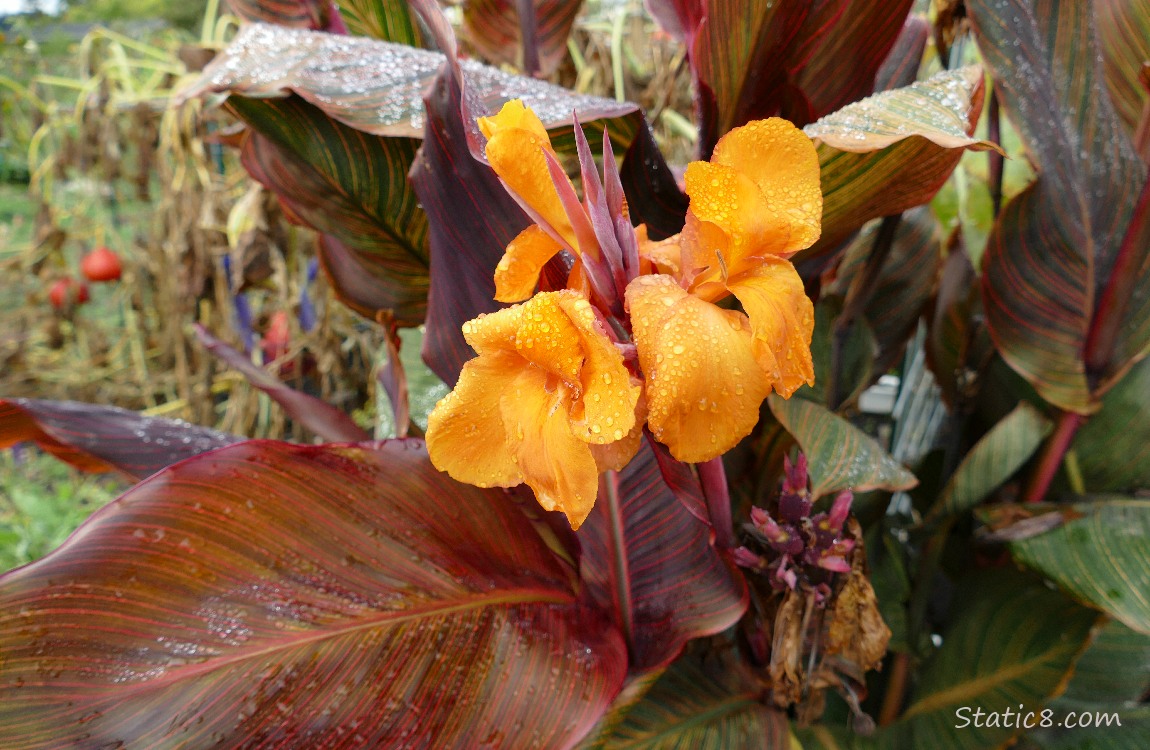 Orange Canna Lily blooms