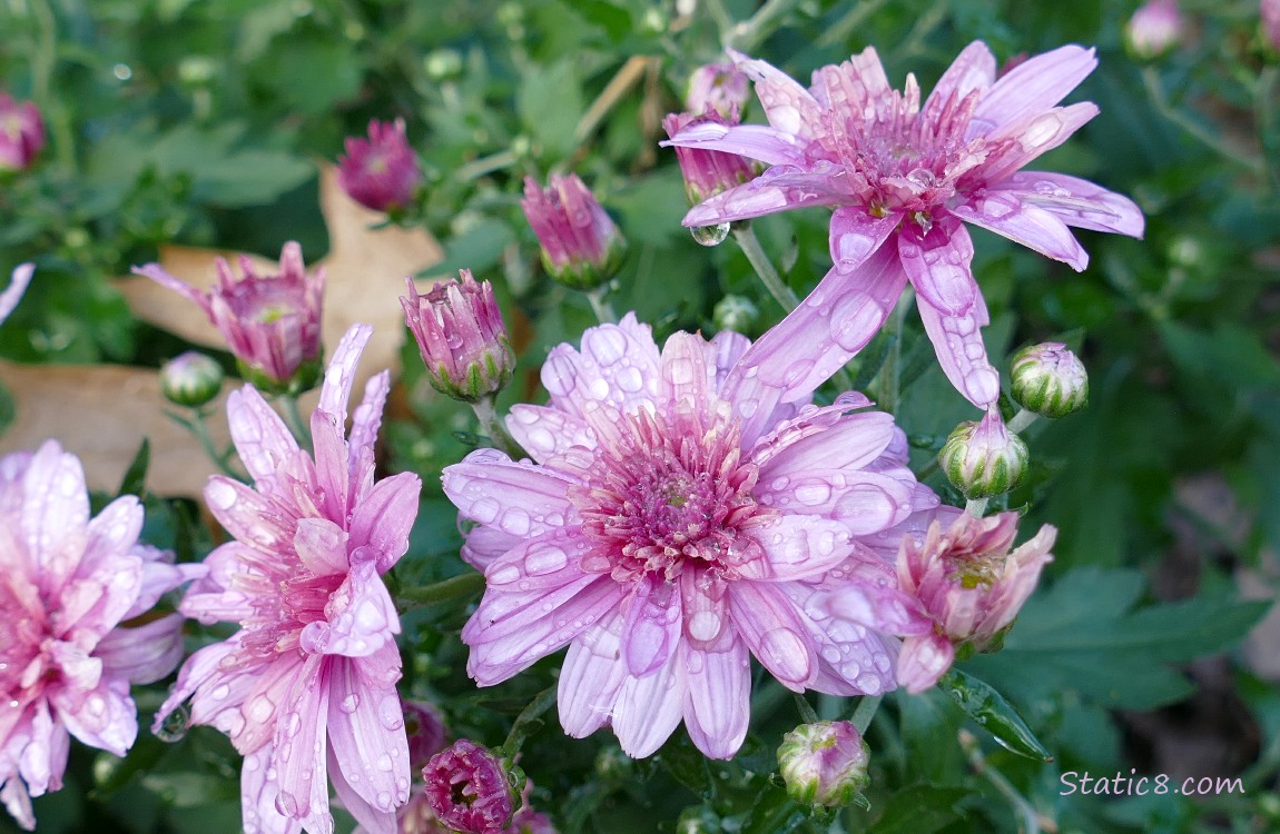 Pink Mum blooms 