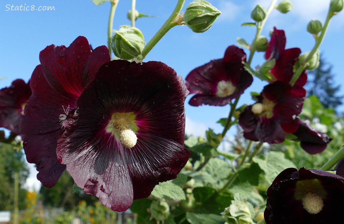 Dark red Hollyhock blooms and the blue sky