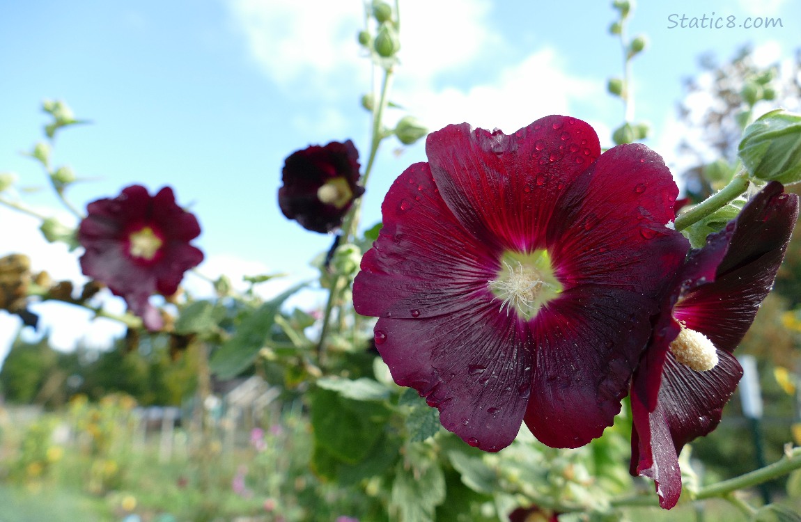 Dark red Hollyhock blooms and the blue sky