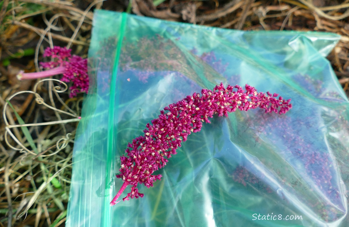 Red Amaranth seed stalks layiing on a ziplock bag on the ground