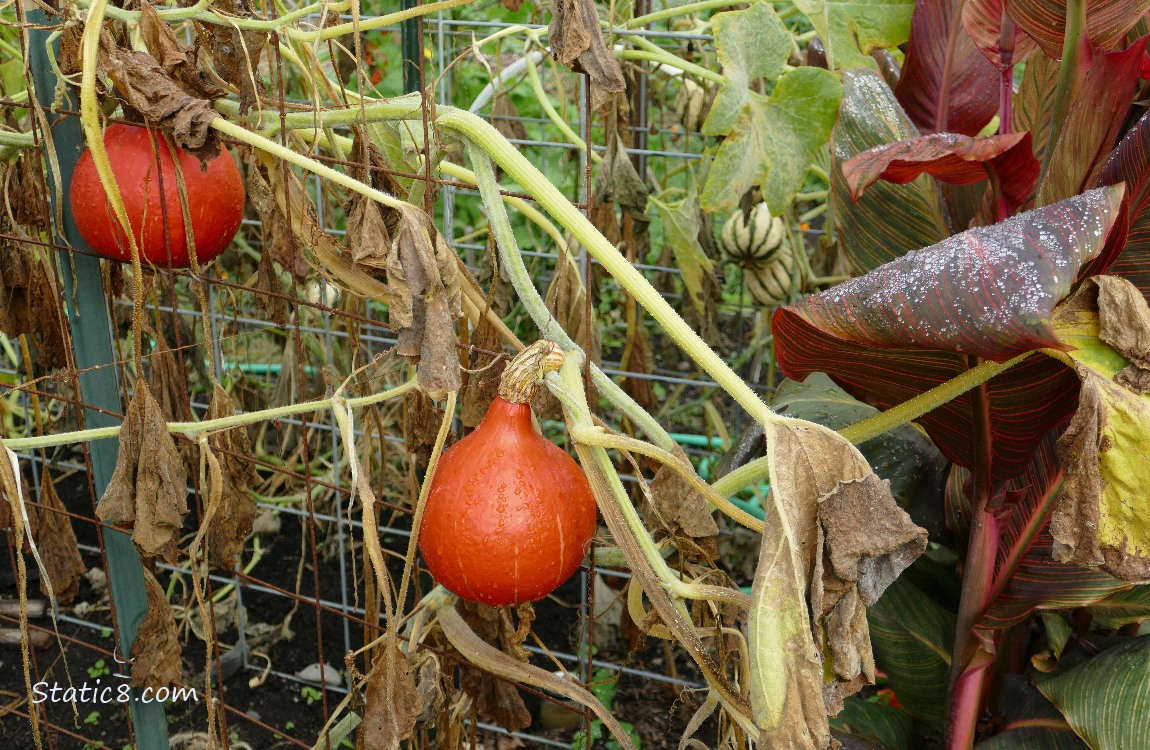 Red Kuris on the vine