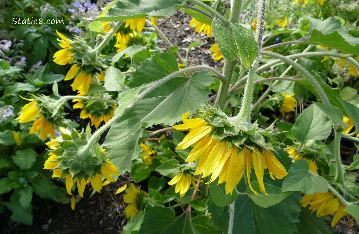 Drooping Sunflower blooms