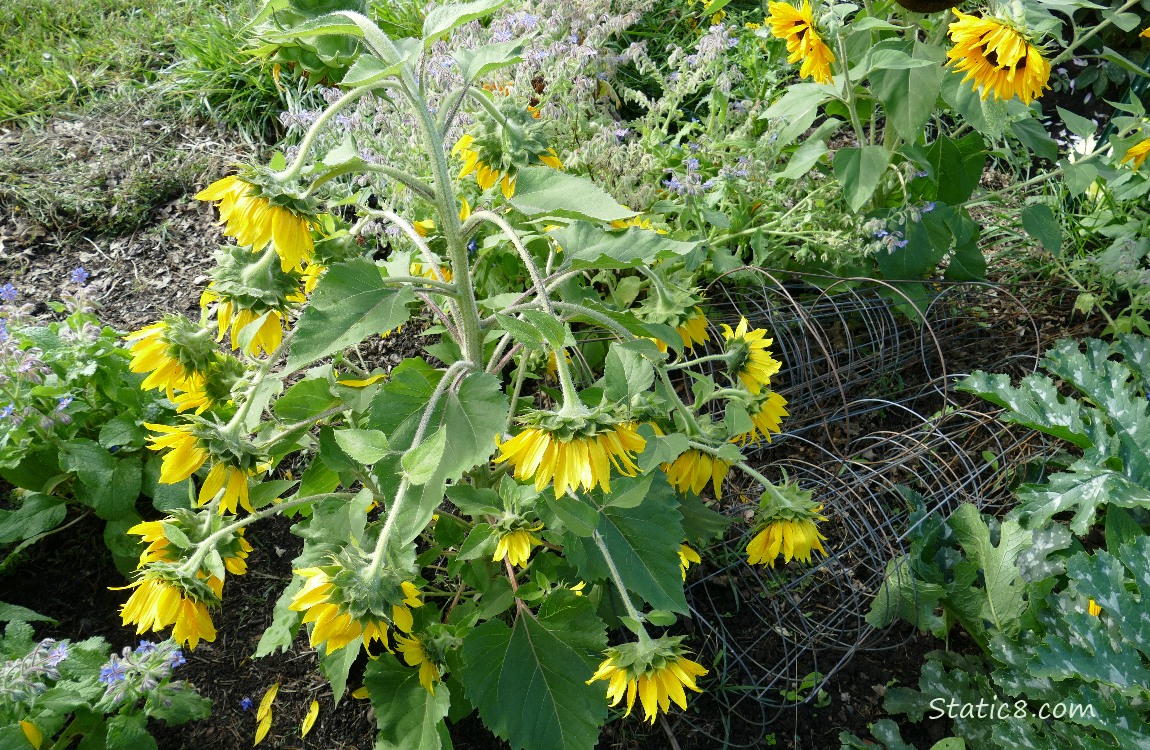 Drooping Sunflower blooms