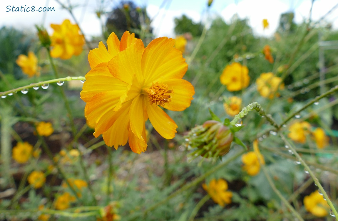 Orange flowers