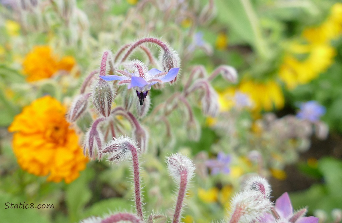 Borage bloom